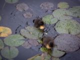 20120602-IMG 3599