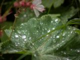 20120602-IMG 3701