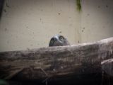 20120602-IMG 3760