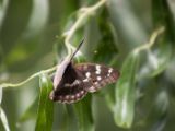20120602-IMG 3762