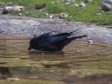 20120602-IMG 3886