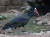 20120603-IMG 4060