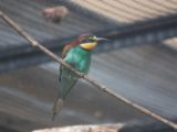 20120603-IMG 4108