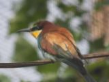 20120603-IMG 4110