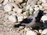 20140622-IMG 5715