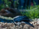 20140622-IMG 5731