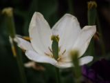 IMG 6219