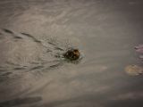 IMG 6235