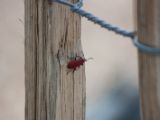 IMG 6244