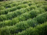 IMG 6532