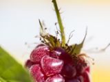 20140609-IMG 5611