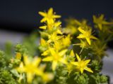 IMG 6839