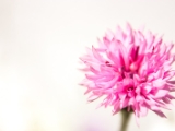 20160619-IMG 9269 : flower, macro