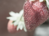 20160619-IMG 9313 : flower, macro