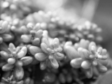 20160704-IMG 9341 : macro