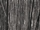 20110312 IMG 4091 2