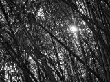 20110312 IMG 4099 2