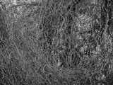 20110312 IMG 4117 2