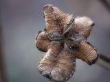 20110312 IMG 4124 2