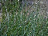 20110312 IMG 4125 2
