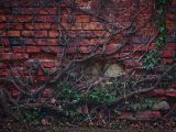 20110312 IMG 4126 2
