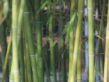 20110312 IMG 4133 2