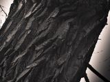 20110312 IMG 4134 2