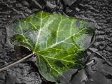 20110312 IMG 4179 2