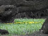 20110312 IMG 4182 2