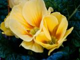 20110312 IMG 4218 2
