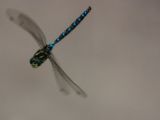 20140819-IMG 7629