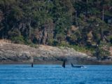 20140821-IMG 8215 : Canada, Victoria