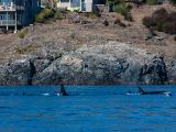 20140821-IMG 8256 : Canada, Victoria