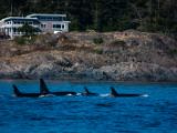 20140821-IMG 8282 : Canada, Victoria