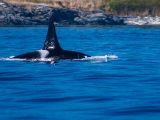 20140821-IMG 8324 : Canada, Victoria