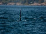 20140821-IMG 8350 : Canada, Victoria