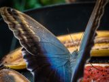 20140822-IMG 8517 : Butterfly Garden, Canada, The Butchard Garden, Vancouver Island