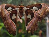 20140822-IMG 8561 : Butterfly Garden, Canada, The Butchard Garden, Vancouver Island