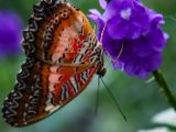20140822-IMG 8587 : Butterfly Garden, Canada, The Butchard Garden, Vancouver Island