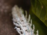20140822-IMG 8609 : Butterfly Garden, Canada, The Butchard Garden, Vancouver Island