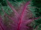 20140822-IMG 8615 : Butterfly Garden, Canada, The Butchard Garden, Vancouver Island