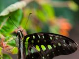20140822-IMG 8621 : Butterfly Garden, Canada, The Butchard Garden, Vancouver Island