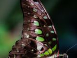 20140822-IMG 8623 : Butterfly Garden, Canada, The Butchard Garden, Vancouver Island