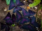 20140822-IMG 8645 : Butterfly Garden, Canada, The Butchard Garden, Vancouver Island