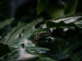20140822-IMG 8739 : Butterfly Garden, Canada, The Butchard Garden, Vancouver Island