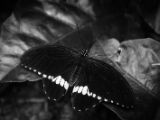 20140822-IMG 8761 : Butterfly Garden, Canada, The Butchard Garden, Vancouver Island