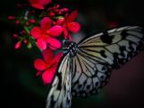 20140822-IMG 8802 : Butterfly Garden, Canada, The Butchard Garden, Vancouver Island