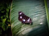 20140822-IMG 8818 : Butterfly Garden, Canada, The Butchard Garden, Vancouver Island