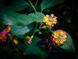 20140822-IMG 8827 : Butterfly Garden, Canada, The Butchard Garden, Vancouver Island