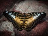 20140822-IMG 8831 : Butterfly Garden, Canada, The Butchard Garden, Vancouver Island